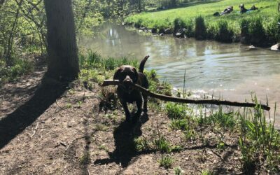 Zeckenschutz im Outdoor Bereich, jetzt beginnt die Zecken und Moskito Saison!