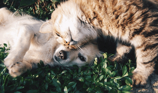 blasenentzuendung-katze-und-hund blasenentzuendung-katze-und-hund