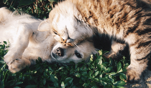 blasenentzuendung-katze-und-hund