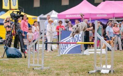 Wundbehandlung mit Medilusan® Vet – Anwendungsbeobachtung „Whippet Hündin Fee“