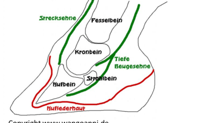 „Ohne Huf kein Pferd“ – Huflederhautentzündung