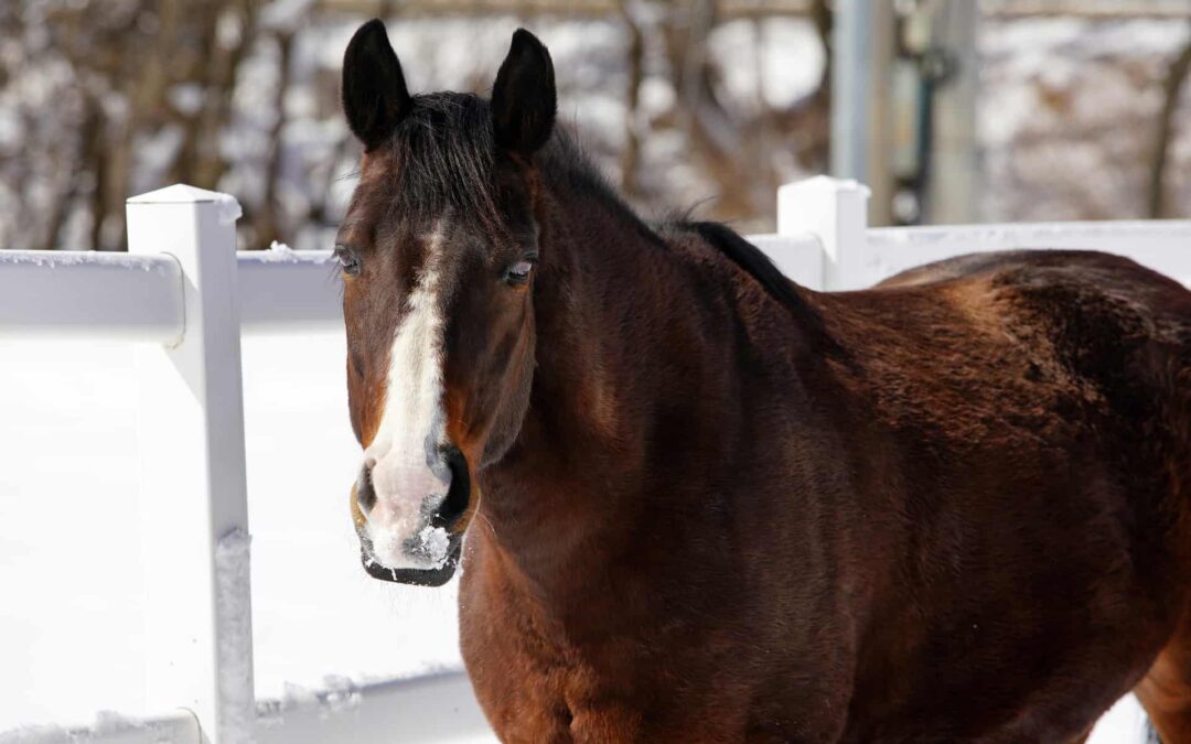 Pferd im Schnee auf Koppel