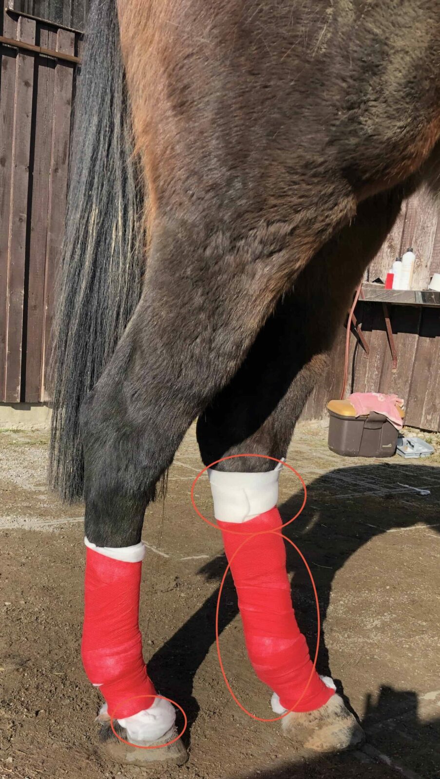 Mauke-Verband Pferd mit Verband
