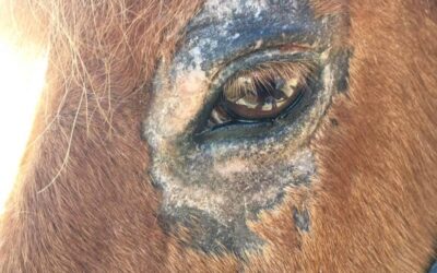 Milbenbefall am Auge, erfolgreich behandelt