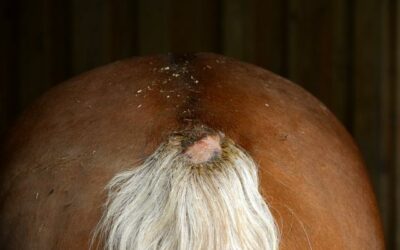 Sommerekzem beim Pferd: was tun?