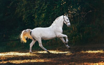 Medilutions auf der EQUITANA Open Air 23. – 25-07.21