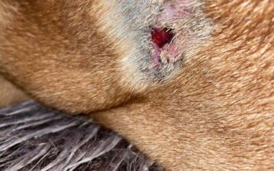 Fallbericht: Wundbehandlung Auge beim Hund