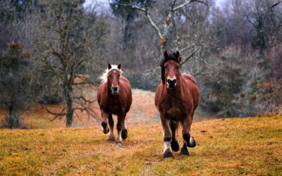 Fallbericht Equines Sarkoid