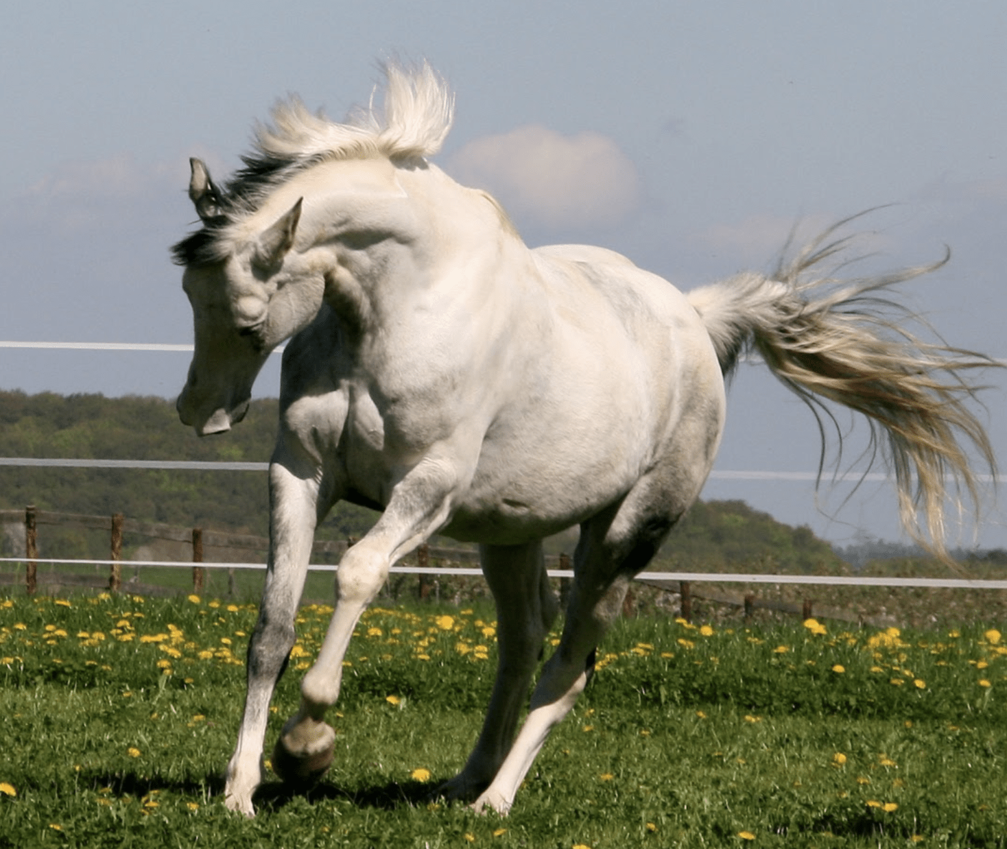 mauke Pferd medilutions