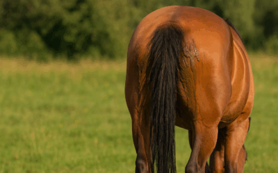 Kotwasser beim Pferd – Ursachen, Zusammenhänge & nachhaltige Lösungen