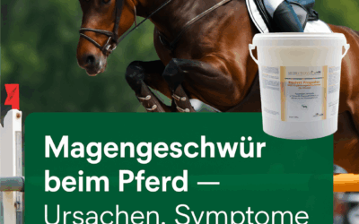 Magengeschwüre beim Pferd – Ursachen, Symptome & was du tun kannst
