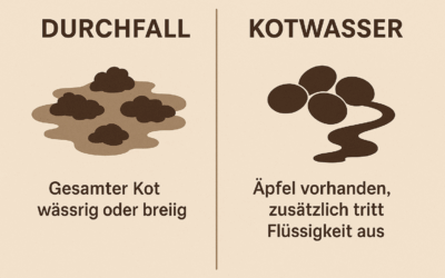 Durchfall oder Kotwasser beim Pferd? So erkennst du den Unterschied – und handelst richtig