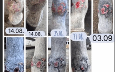 Kundenerfahrung – Heilung nach schwerer Lymphangitis