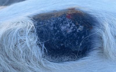 Kundenerfahrung – Wundheilung am Widerrist nach Bissverletzung