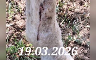Schwere Wunde beim Pferd nach Weideunfall: dokumentierter Heilungsverlauf