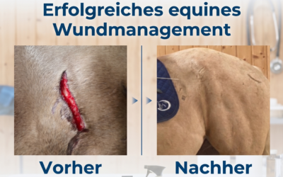 Anwendungsbericht: Wundversorgung beim Pferd nach Zaunverletzung