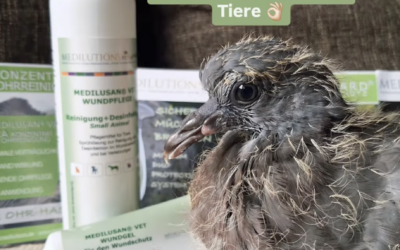 Wundversorgung bei Tauben: Pieps‘ Schnabelverletzung
