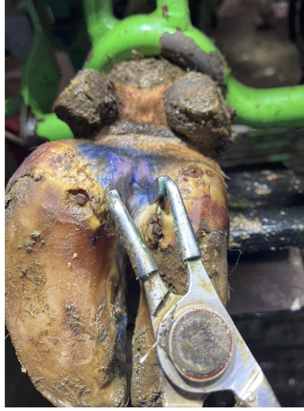 Klauenbefund mit Medilusan Vet ATC Blauspray, Betrieb in Oberfranken, Foto 2