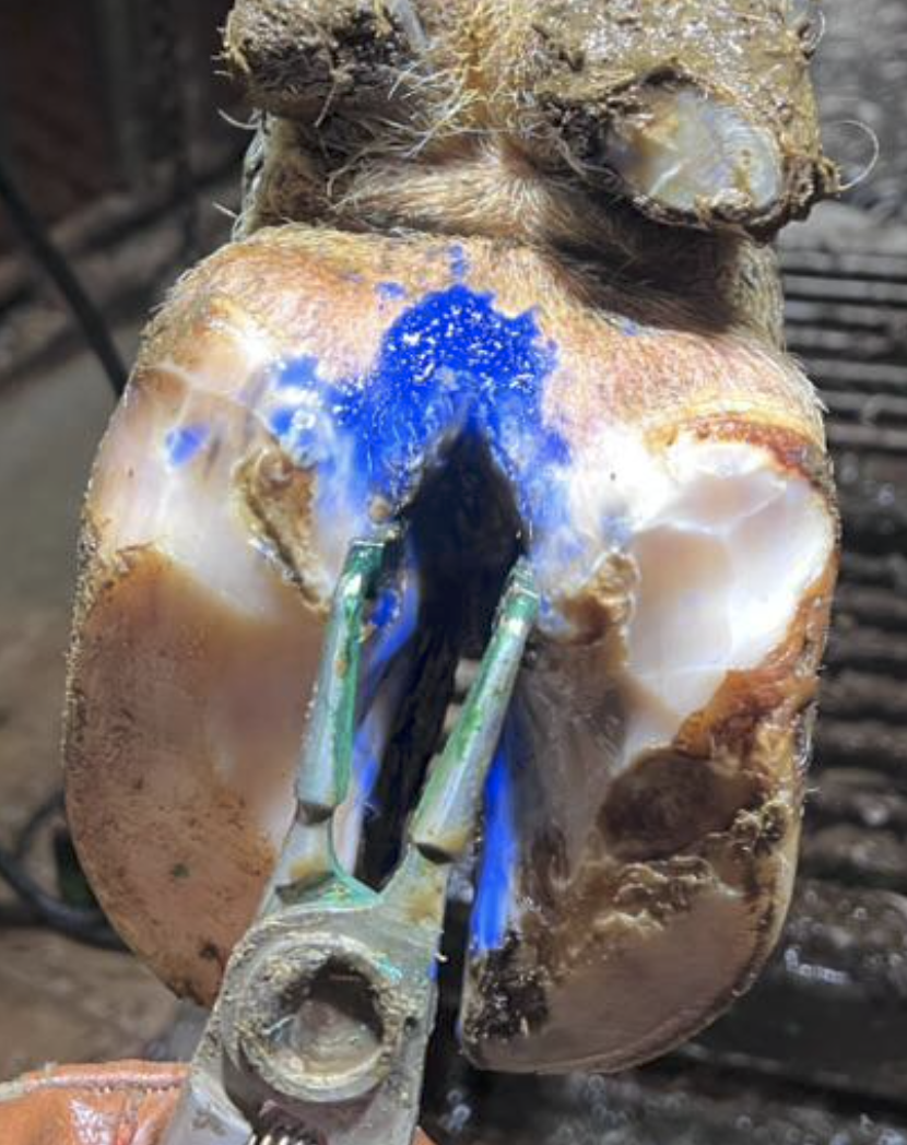 Klauenbefund mit Medilusan Vet ATC Blauspray, Betrieb in Oberfranken, Foto 1