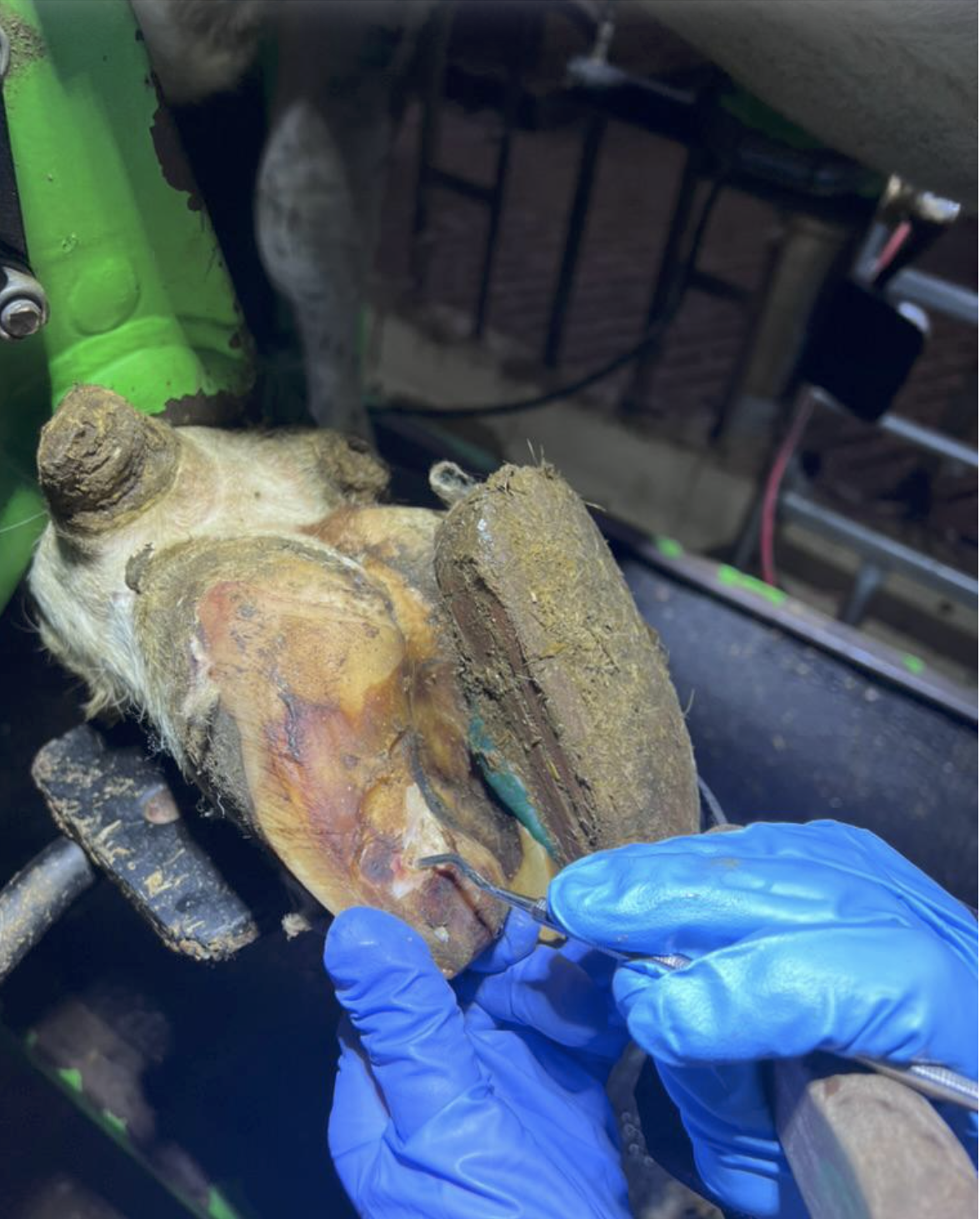 Klauenbefund mit Medilusan Vet ATC Blauspray, Betrieb in Oberfranken, Foto 3