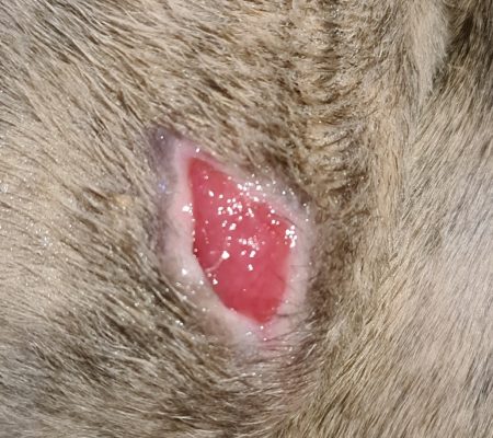 Wundheilung Whippet Hündin mit Granulationsgewebe